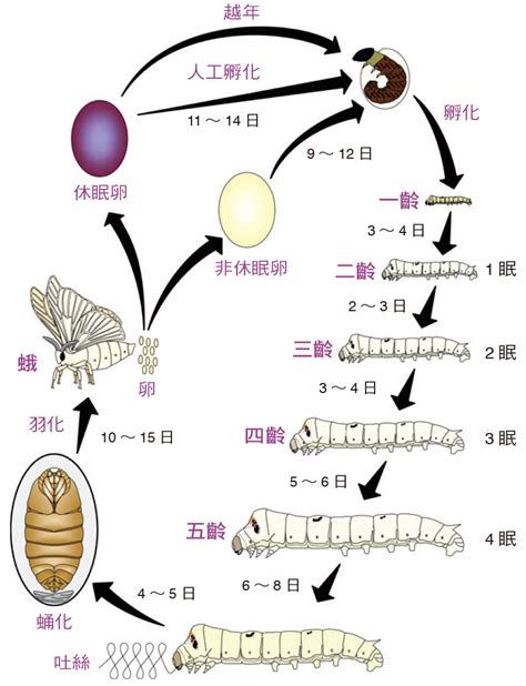 蠶的生命週期|蠶的一生與蠶的突變體